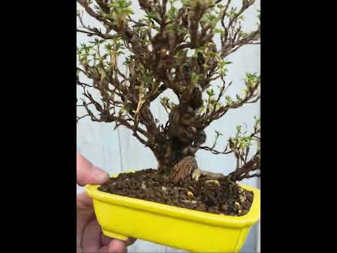 Bonsai Potentilla fruticosa - Fingerstrauch Shohin 18cm Video!!
