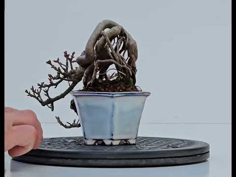 Bonsai Löwenkopfahorn- Acer palmatum Shishigashira Shohin 16cm Video!!