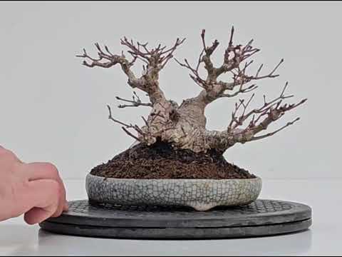 Bonsai Fächerahorn - Acer palmatum Shohin 13cm Video!!