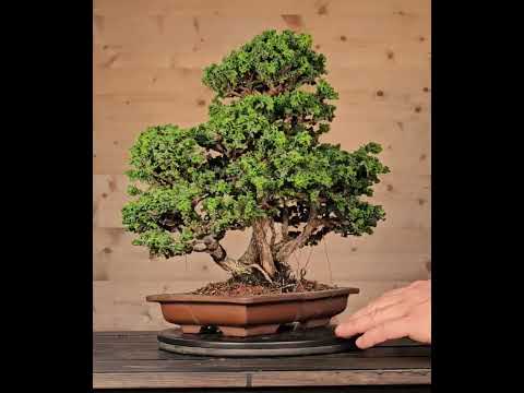 Bonsai Chamaecyparis obtusa Sekka hinoki 31 cm Video!!