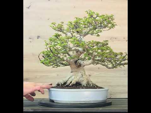 Bonsai Premium Löwenkopfahorn- Acer palmatum Shishigashira 40cm Video!!