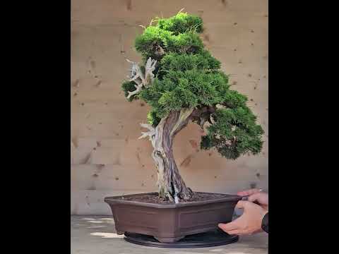 Bonsai Wacholder Juniperus chinensis shimpaku 66 cm Video!! Bonsai Wacholder Juniperus chinensis shimpaku 66 cm Video!!