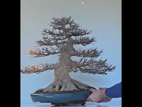 Bonsai Dreispitzahorn - Acer buergerianum 62cm - Video!! Bonsai Dreispitzahorn - Acer buergerianum 62cm - Video!!