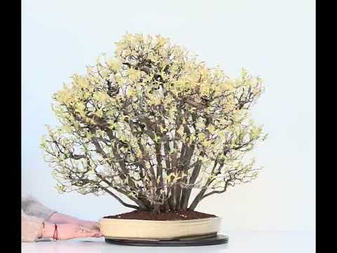 Bonsai Quitte - Pseudocydonia sinensis Wald 61cm Video!!