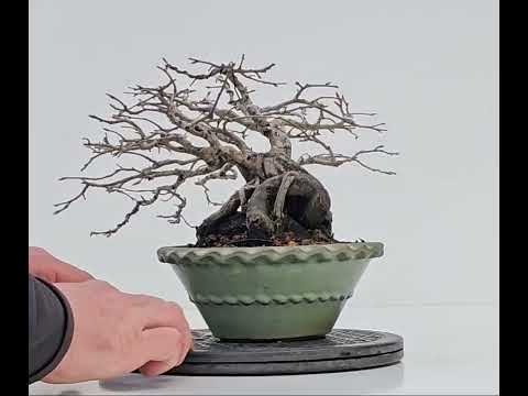 Bonsai Diospyros kaki Kakipflaume Shohin 13,5cm Video!!
