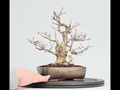 Bonsai Fächerahorn - Acer palmatum Shohin 21cm Video!!