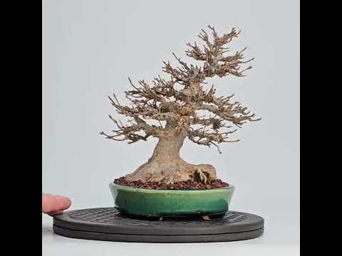 Bonsai Premium Dreispitzahorn - Acer buergerianum Shohin 19cm - Video  