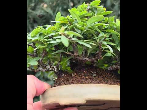 Bonsai Feuerdorn - Pyracantha Shohin 15cm Video!!