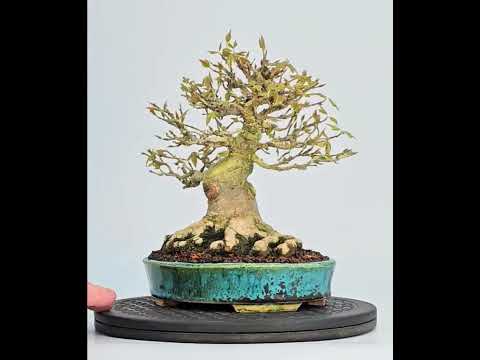 Bonsai Dreispitzahorn - Acer buergerianum Shohin 19cm - Video! Bonsai Dreispitzahorn - Acer buergerianum Shohin 19cm - Video!