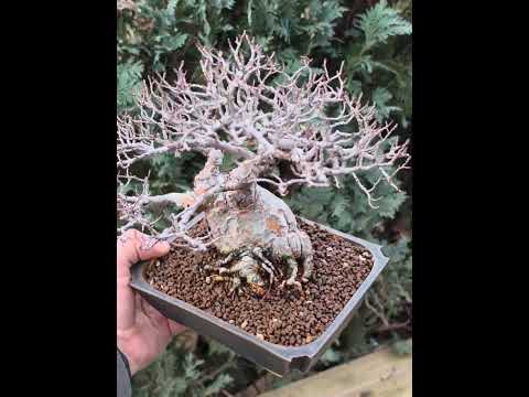 Bonsai Japanische Ulme - Ulmus parvifolia Shohin 20cm Video!!