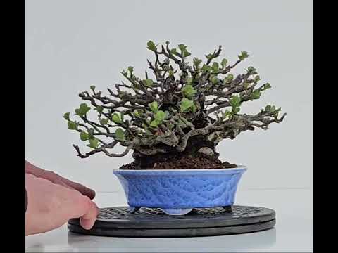 Bonsai Zierquitte - Chaenomeles - Chojubai Shohin 14cm Video!!
