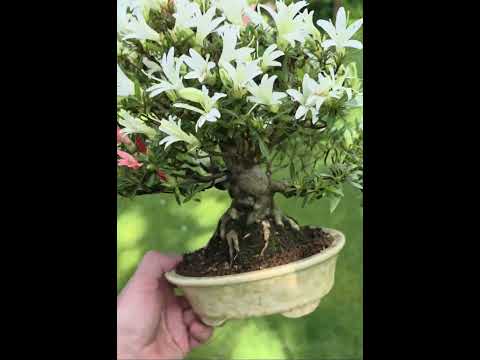 Bonsai Azalee Rhododendron indicum - Hakurin Shohin 21cm Video!!