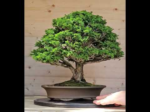 Bonsai Chamaecyparis obtusa 32,5 cm Video!!