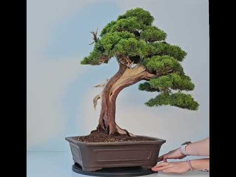 Bonsai Wacholder Juniperus chinensis shimpaku 66 cm Video!!