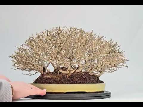 Bonsai Premium Pfaffenhütchen - Euonymus Shohin 18cm