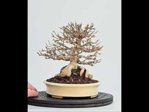 Bonsai Premium Dreispitzahorn - Acer buergerianum Ishizuki Shohin 17cm - Video