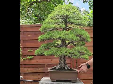 Bonsai Mädchenkiefer Pinus parviflora 93 cm Video!!