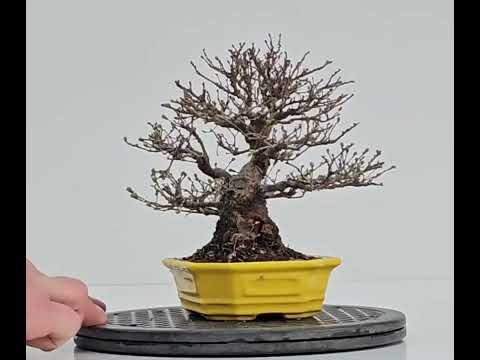Bonsai Japanische Ulme - Ulmus parvifolia Shohin 14cm Video!!!!