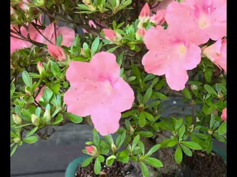 Bonsai Azalee - Rhododendron indicum - Wakaebisu 27cm Video!!