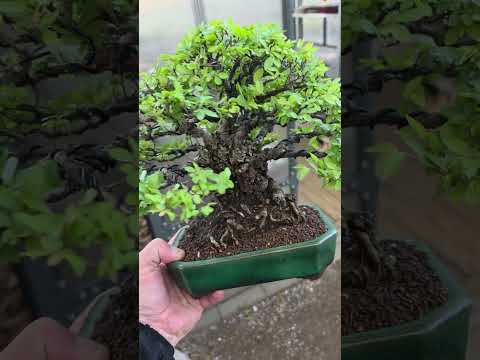 Bonsai Premium Japanische Ulme - Ulmus parvifolia 23cm Video!!