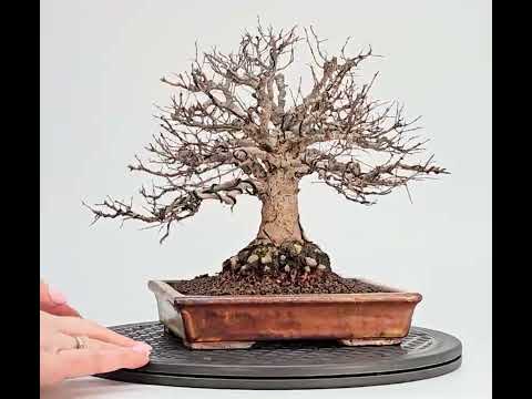 Bonsai Premium Zelkova serrata Shohin 18cm Video!!