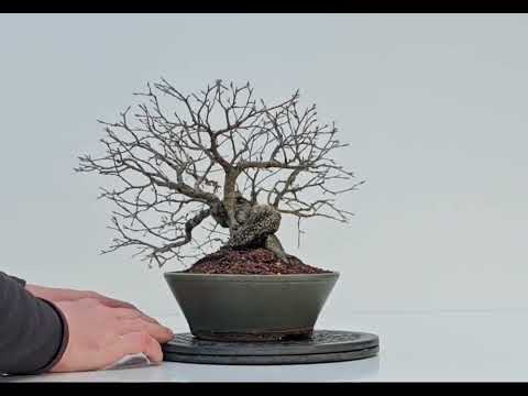 Bonsai Diospyros kaki Kakipflaume  Shohin 21cm Video!!