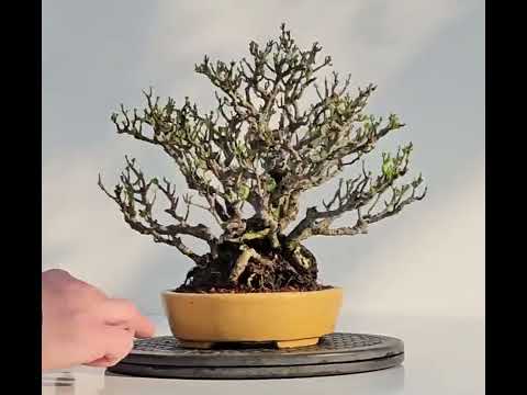 Bonsai Zierquitte - Chaenomeles - Chojubai Shohin 20,5cm Video!!