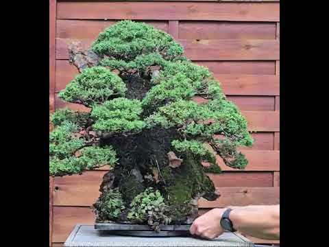 Bonsai Wacholder Juniperus chinensis Ishitsuki 72cm Video!! Bonsai Wacholder Juniperus chinensis Ishitsuki 72cm Video!!