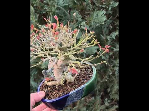 Bonsai Premium Dreispitzahorn - Acer buergerianum Ishizuki Shohin 14,5cm Video!!