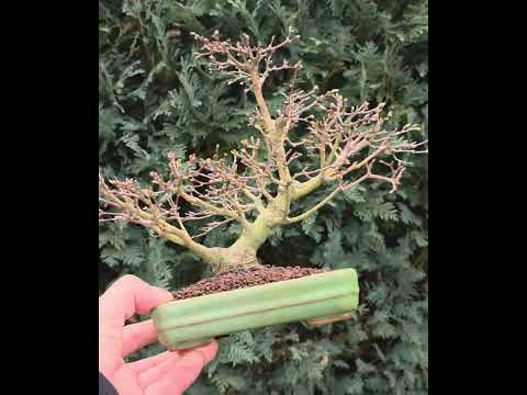 Bonsai Fächerahorn Zwergahorn – Acer palmatum Yukihime Shohin 20cm Video!!