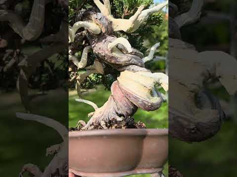 Bonsai Premium Wacholder - Juniperus chinensis 23cm Video!!