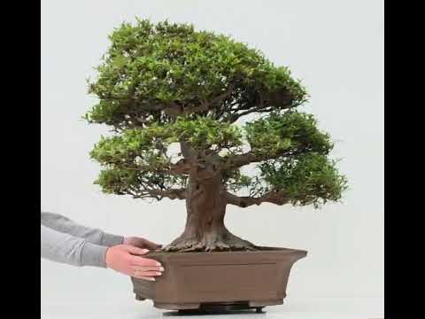 Bonsai Premium Azalee -  Rhododendron indicum kinsai 63cm Video!!