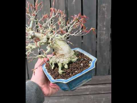 Bonsai Fächerahorn - Acer palmatum Shohin 17cm Video! 