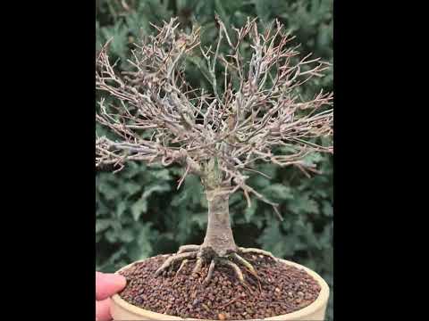 Bonsai Premium Zelkova serrata Shohin 20cm Video!!