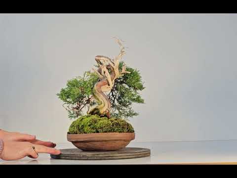 Bonsai Wacholder Juniperus chinensis shimpaku Shohin 21 cm Video!!