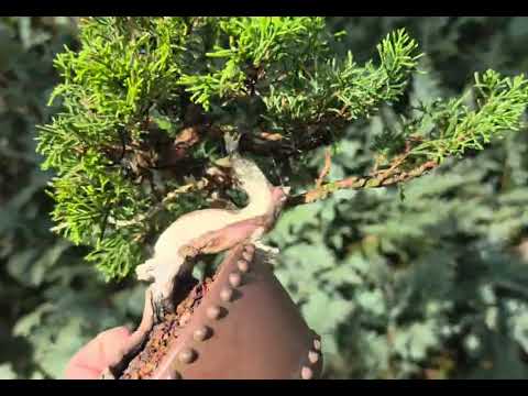 Bonsai Wacholder - Juniperus Itoigawa Shohin 14cm Video!!