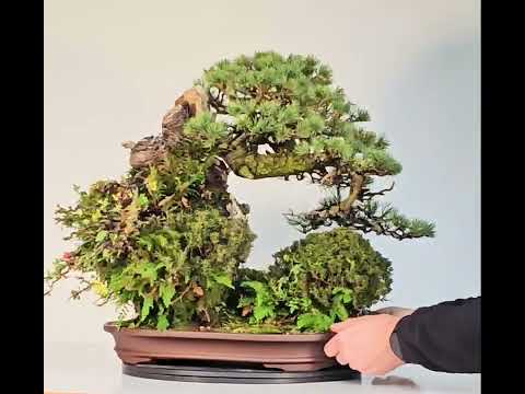 Bonsai Felsenpflanzung Pinus parviflora Mädchenkiefer Ishizuki Chojubai 49cm Video!