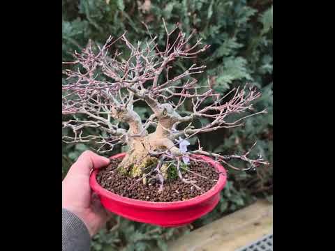 Bonsai Premium Fächerahorn - Acer palmatum Shohin 18cm Video!!