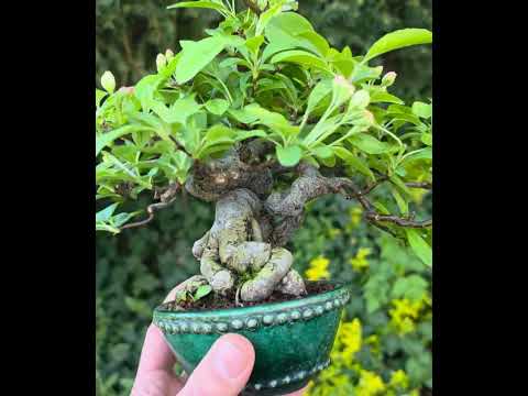Bonsai Premium Apfel - Malus Shohin 17cm Video!!