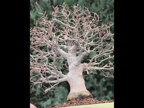 Bonsai Premium Zürgelbaum - Celtis sinensis Shohin 21cm Video!!