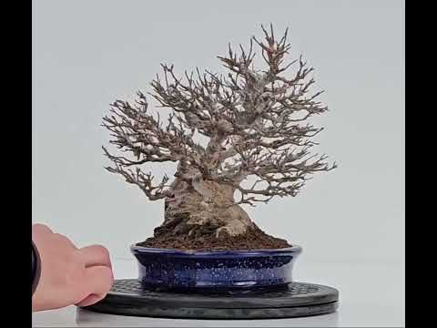 Bonsai Dreispitzahorn - Acer buergerianum 20cm Video!! Bonsai Dreispitzahorn - Acer buergerianum 20cm Video!!