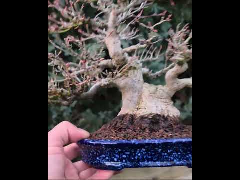 Bonsai Premium Fächerahorn - Acer palmatum Shohin 21cm Video!!