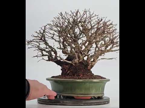 Bonsai Japanische Ulme - Ulmus parvifolia Shohin 21cm - Video!!