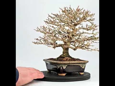 Bonsai Premna japonica Duftahorn Shohin 24cm - Video! 