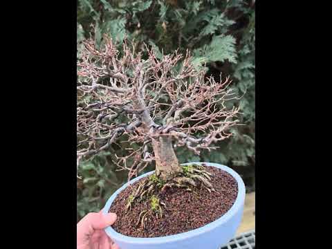 Bonsai Premium Zelkova serrata Shohin 21cm Video!!