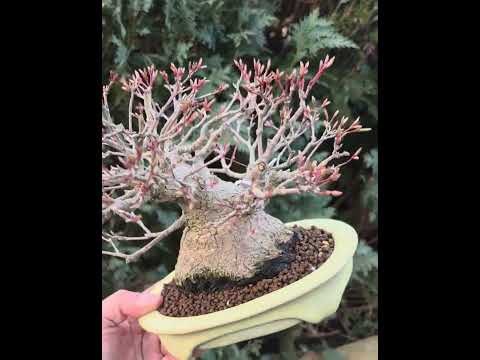 Bonsai Premium Fächerahorn - Acer palmatum Shohin 18cm Video!!