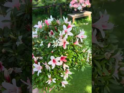 Bonsai Azalee Rhododendron indicum - Hi-no-maru - Shohin 21cm Video!!