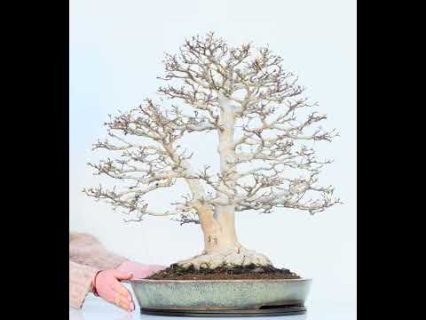 Bonsai Premium Löwenkopfahorn- Acer palmatum Shishigashira 61cm Video!!