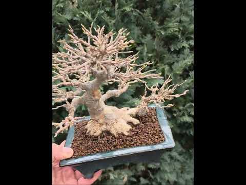 Bonsai Premium Dreispitzahorn - Acer buergerianum Shohin 20cm Video!!