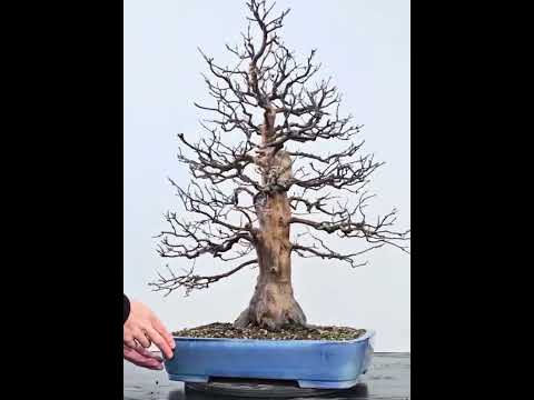 Bonsai Quitte - Pseudocydonia sinensis 77cm Video!!